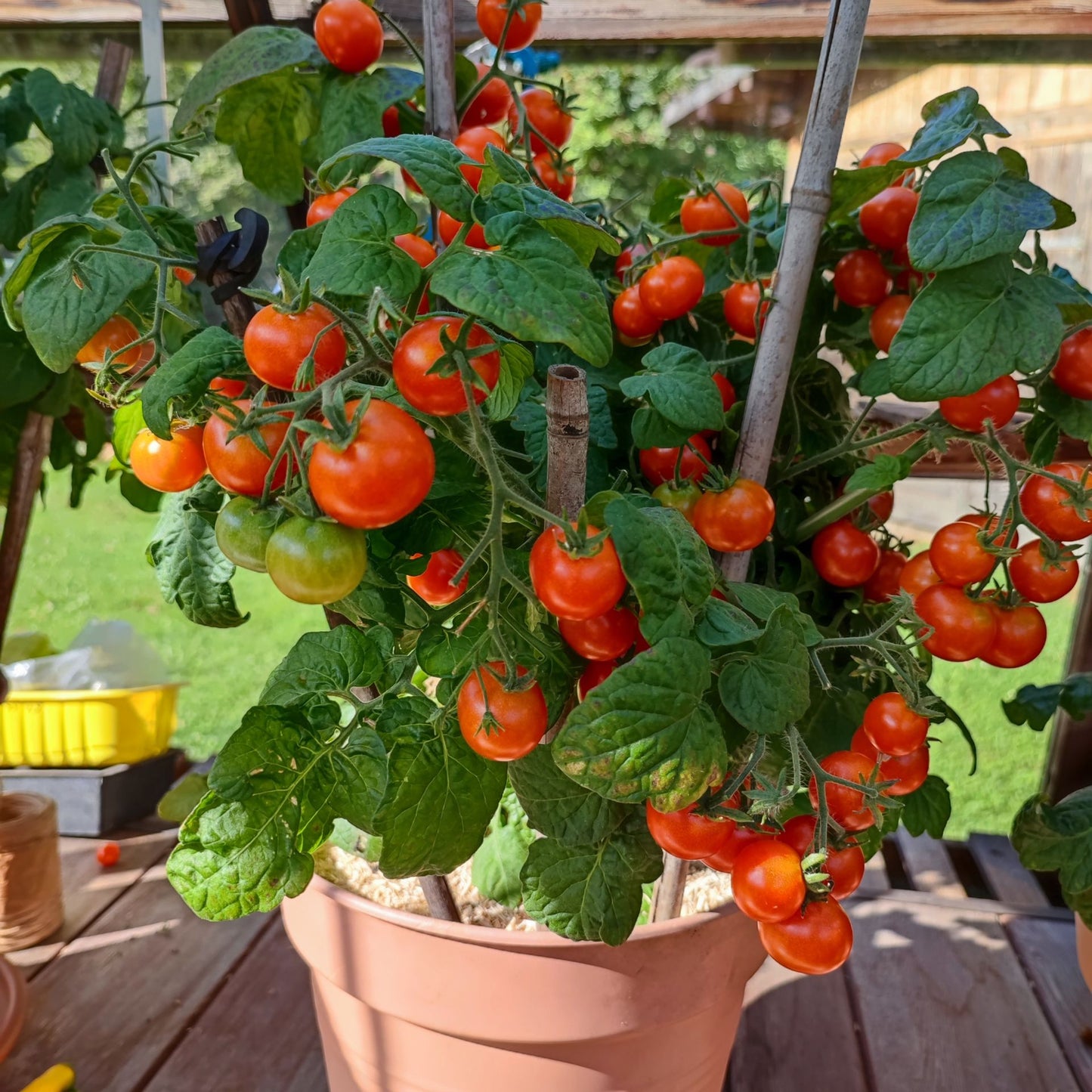 Red Robin Micro Dwarf Cherry