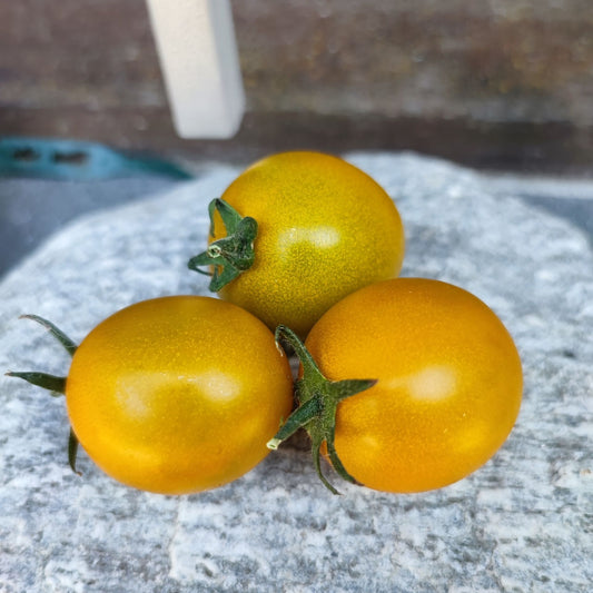 Hoosier Outlaw Green Cherry