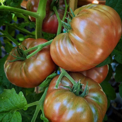 Nano's Meatball Dwarf Tomato Seeds