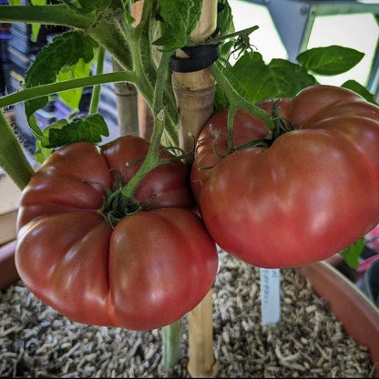 Nano's Meatball Dwarf Tomato Seeds