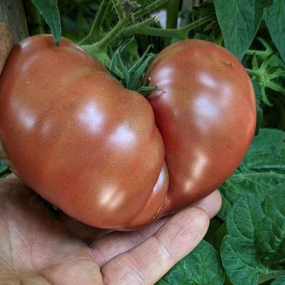 Nano's Meatball Dwarf Tomato Seeds