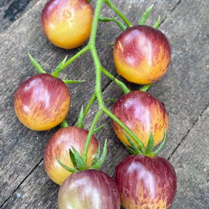 WHAT ‘CHA WANT TOMATO SEEDS BY BILL YODER