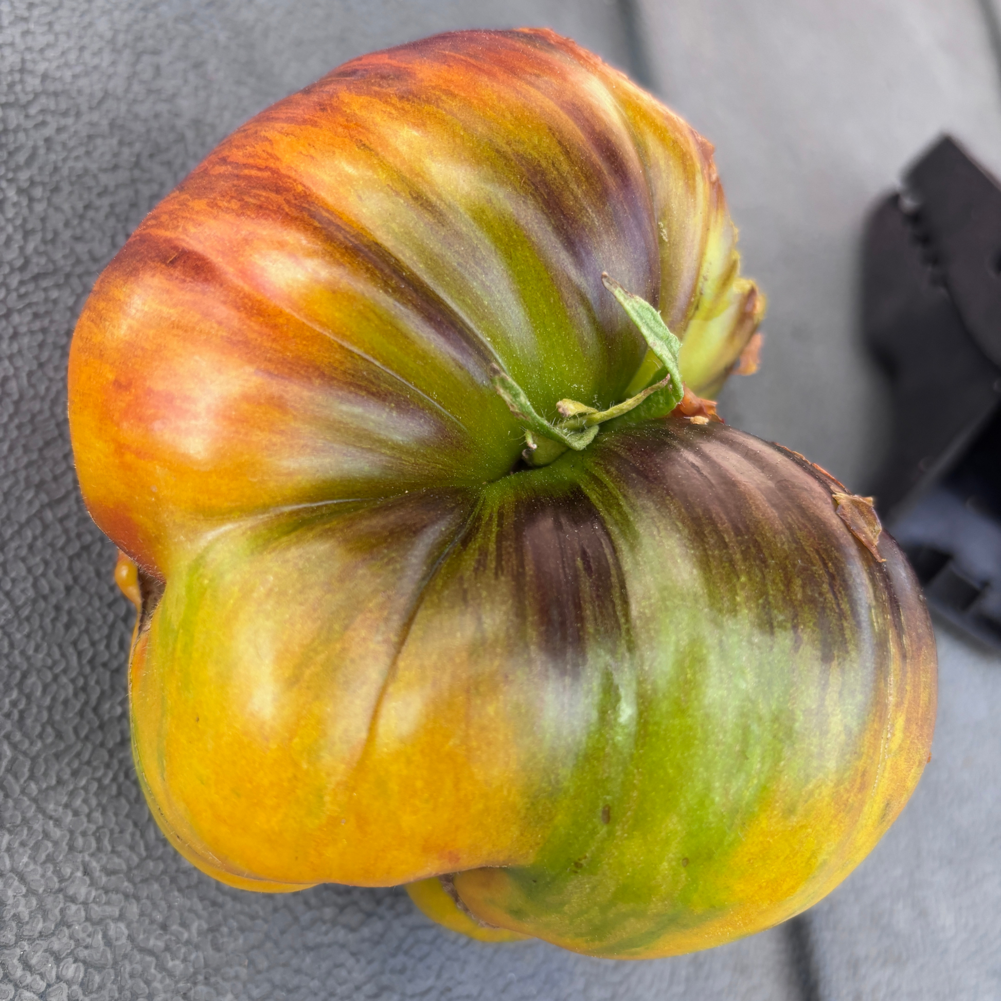 plant tomato seeds from fruit WORLD IN MY EYES TOMATO SEEDS BY BILL YODER – Secret Seed Cartel