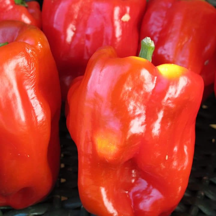 Ausilio Thin Skin Italian Pepper