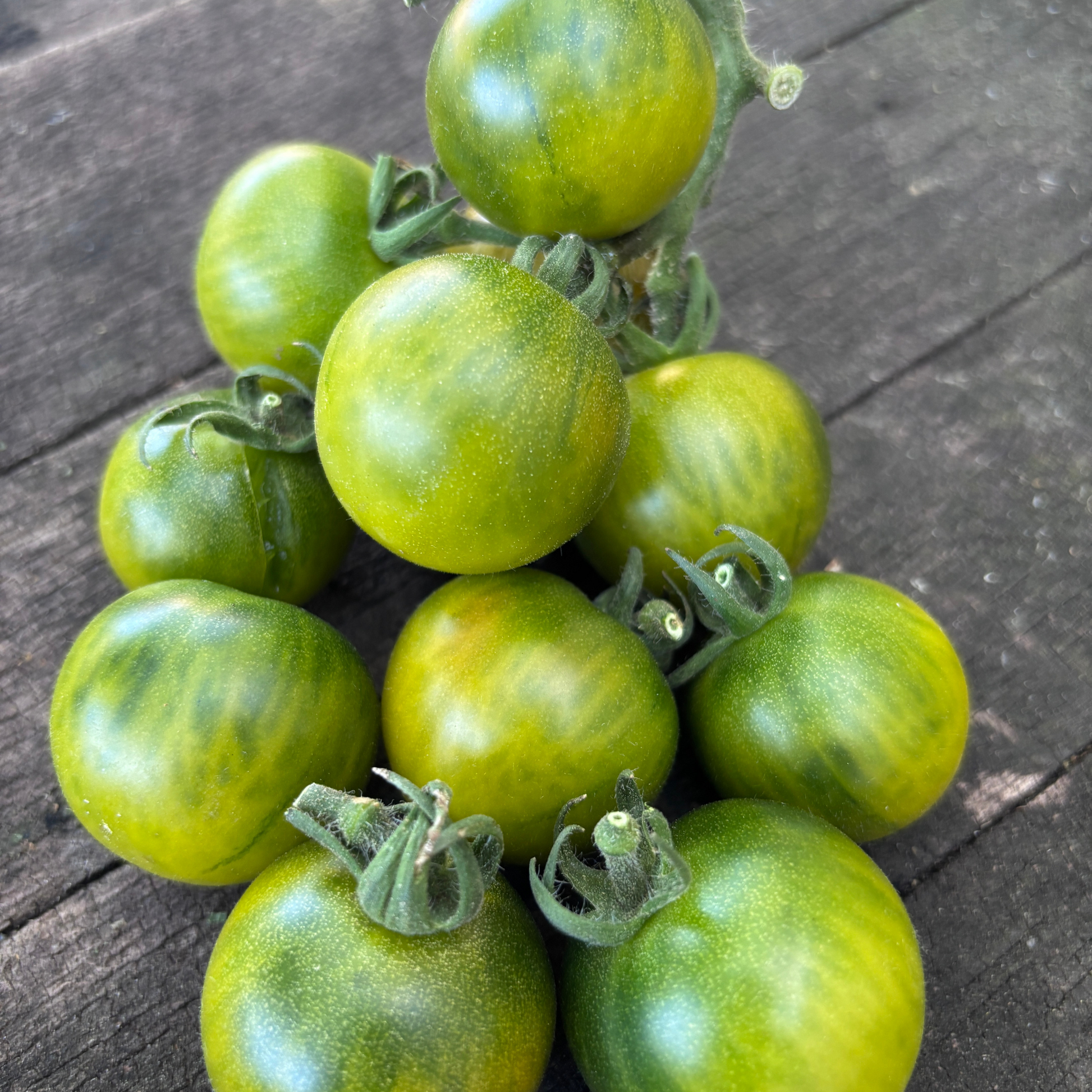 little johnny buys and plants some tomato seeds BEAUTIFUL ONES DWARF CHERRY TOMATO SEEDS BY BILL YODER