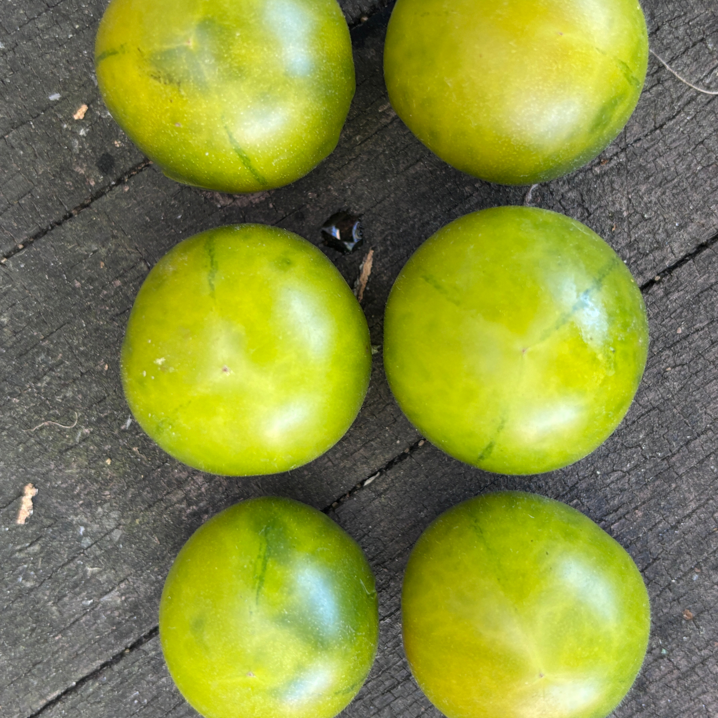 BEAUTIFUL ONES DWARF CHERRY TOMATO SEEDS BY BILL YODER
