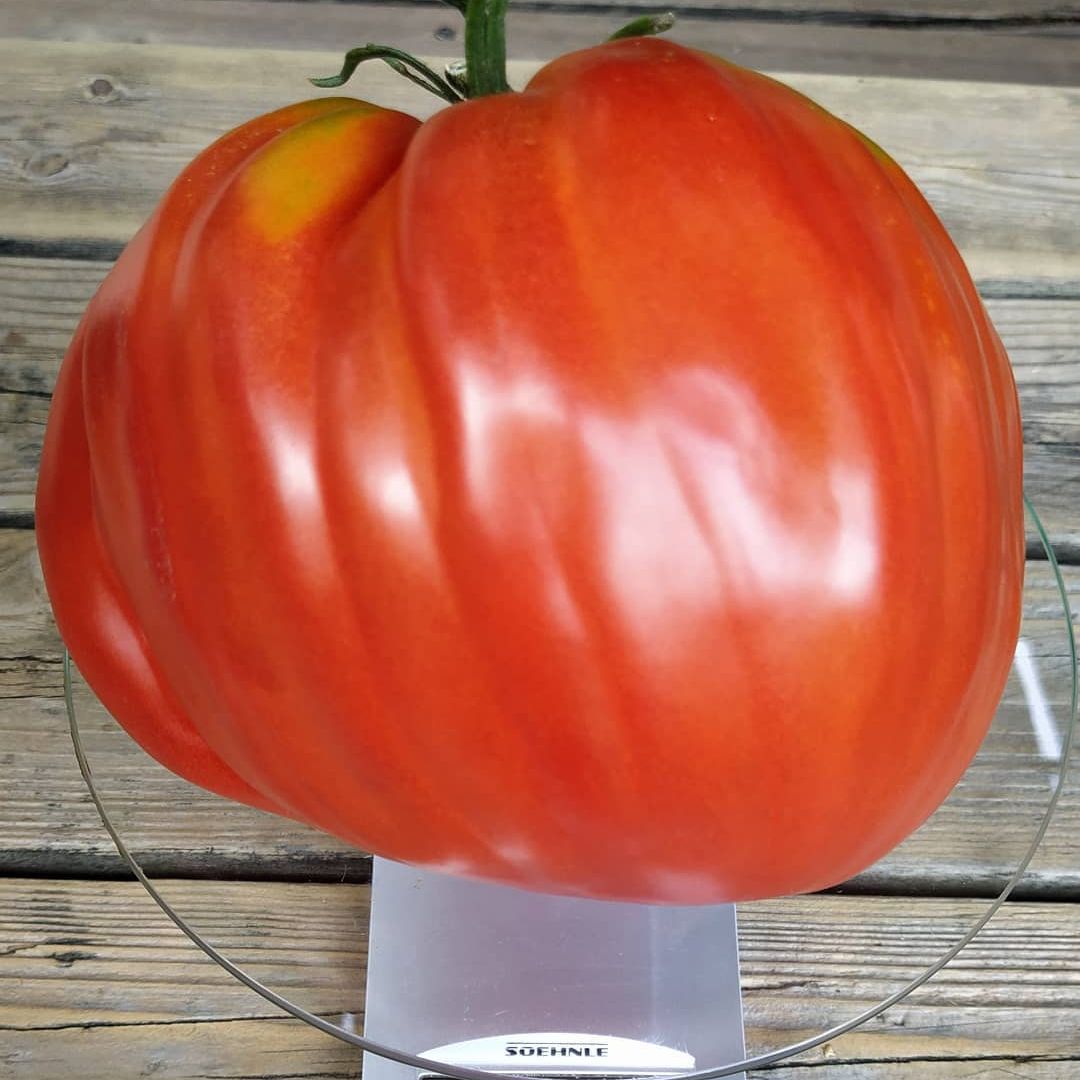 Pomodoro Cuore Antico di Acqui Terme