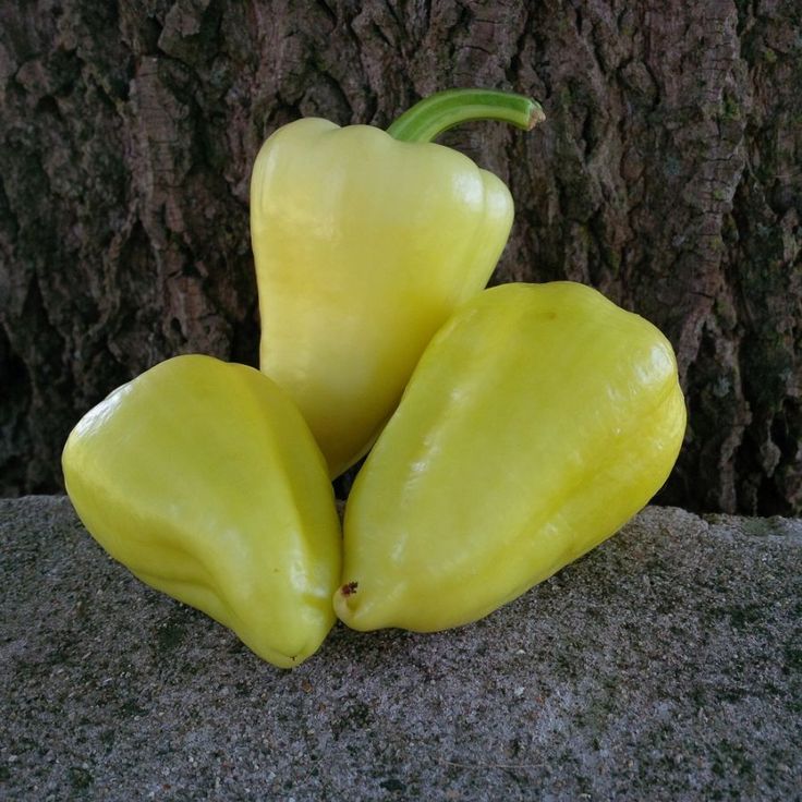 Cece Pepper