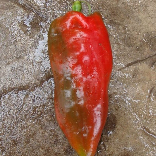 Choricero Pepper