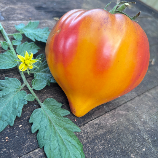 COME UNDONE TOMATO SEEDS BY BILL YODER
