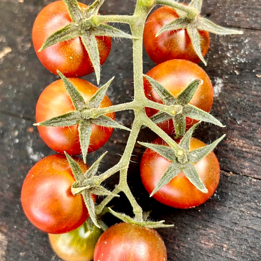 CONTROVERSY TOMATO SEEDS BY BILL YODER
