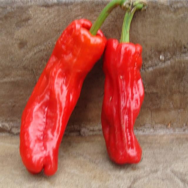 Cristal Pepper