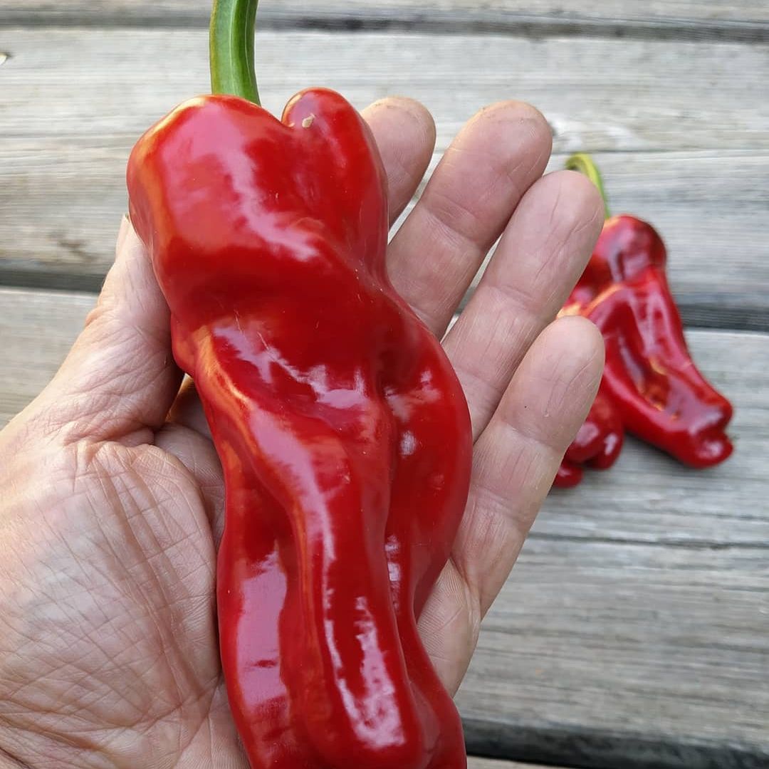 Cristal Pepper