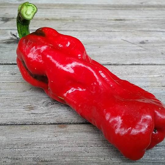 Cristal Pepper