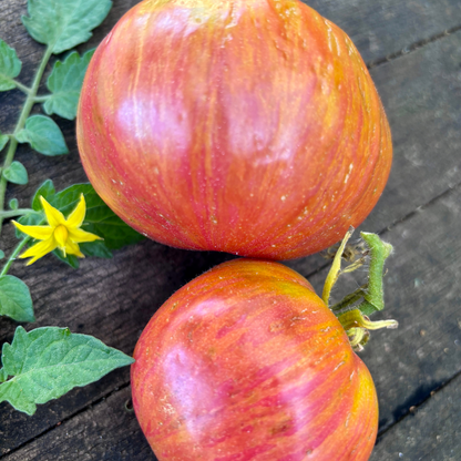 EVERYTHING COUNTS TOMATO SEEDS BY BILL YODER