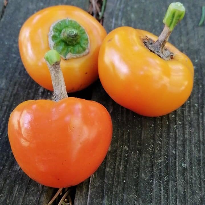 Golden Peppādew