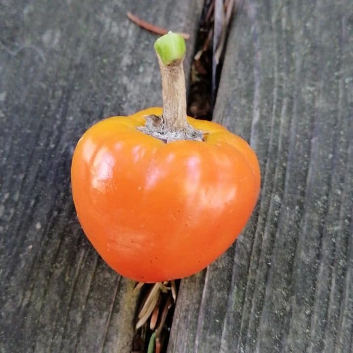 Golden Peppādew