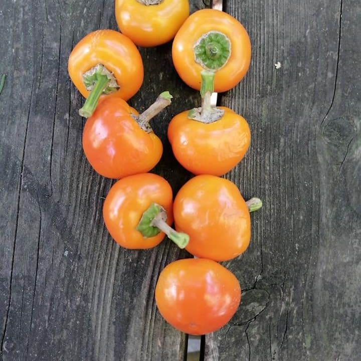 Golden Peppādew