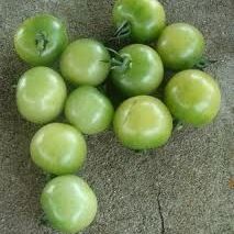 Green Doctor's Frosted