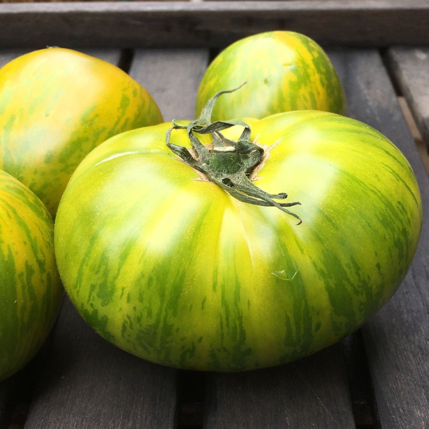 Green Zebra