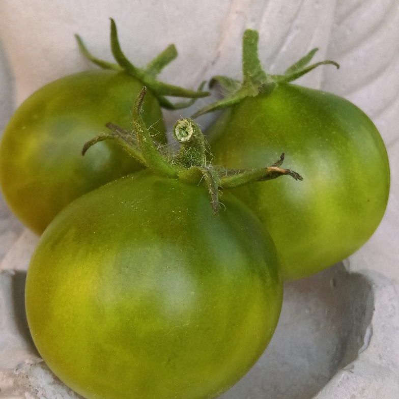 Grinch Cherry Dwarf