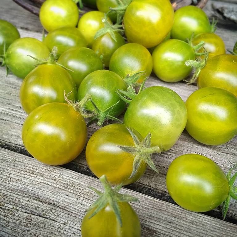 Grinch Cherry Dwarf