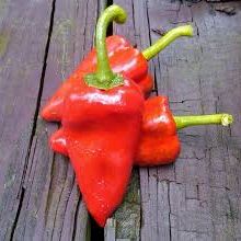 Piquillo Lodosa Basque Pepper