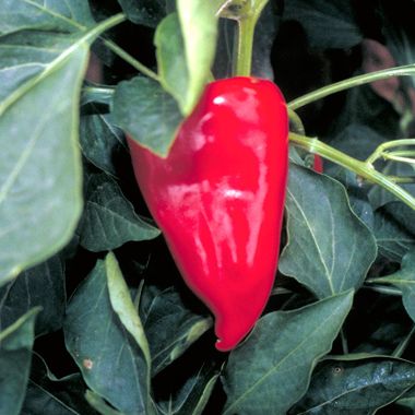 Piquillo Lodosa Basque Pepper