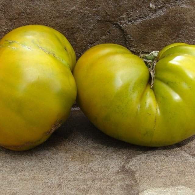 Moya Verte