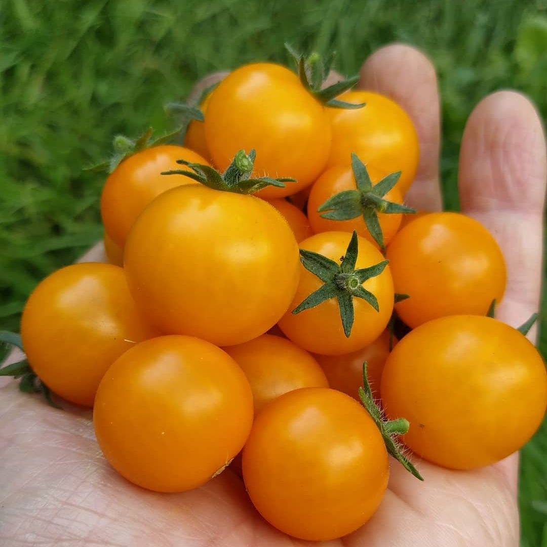 Orange Hat Micro Dwarf