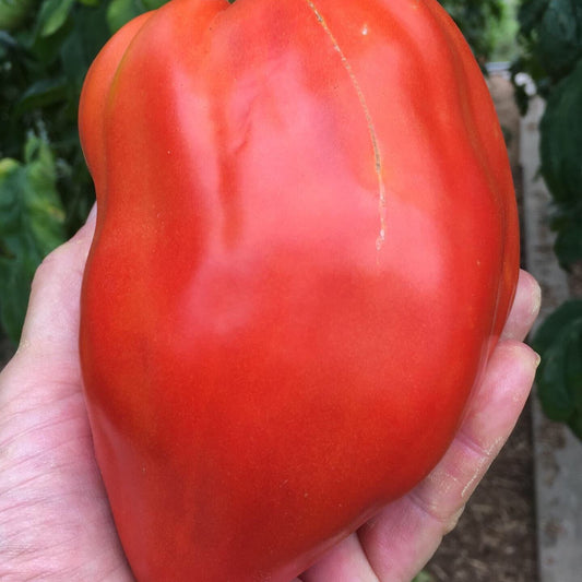 Pomodoro Cuore Antico di Acqui Terme