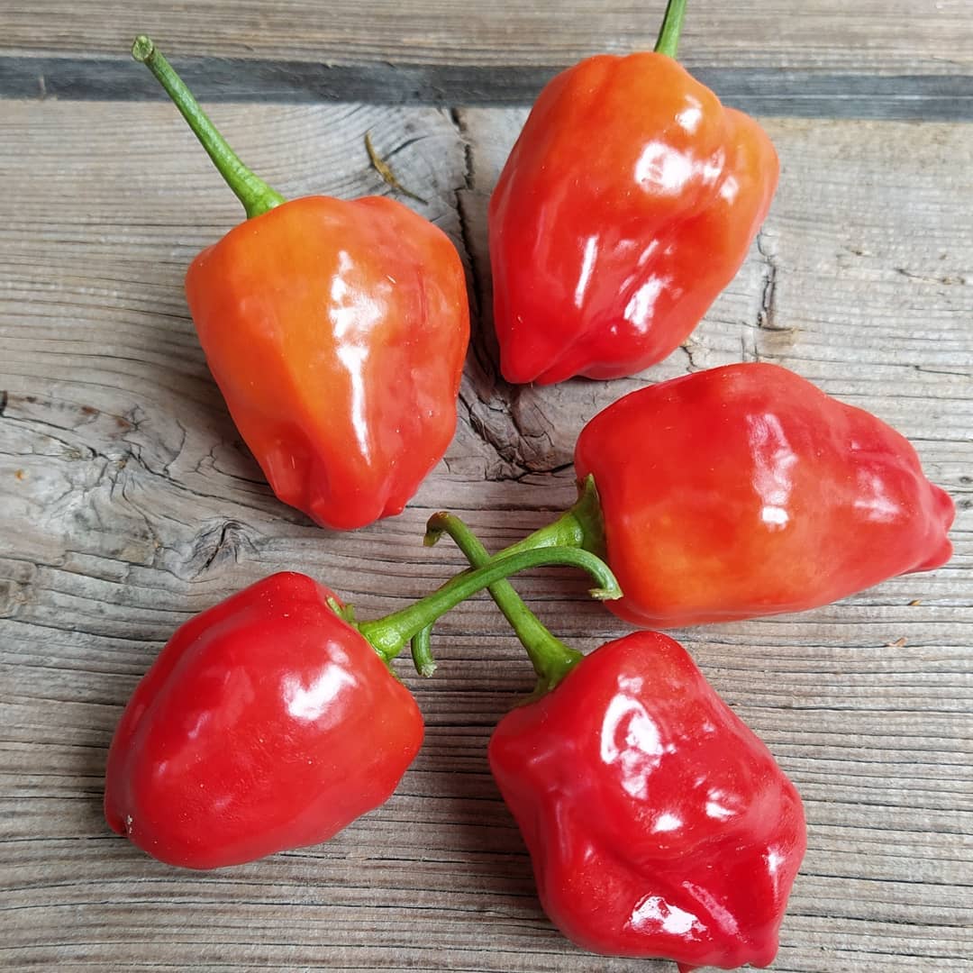 Peppādew