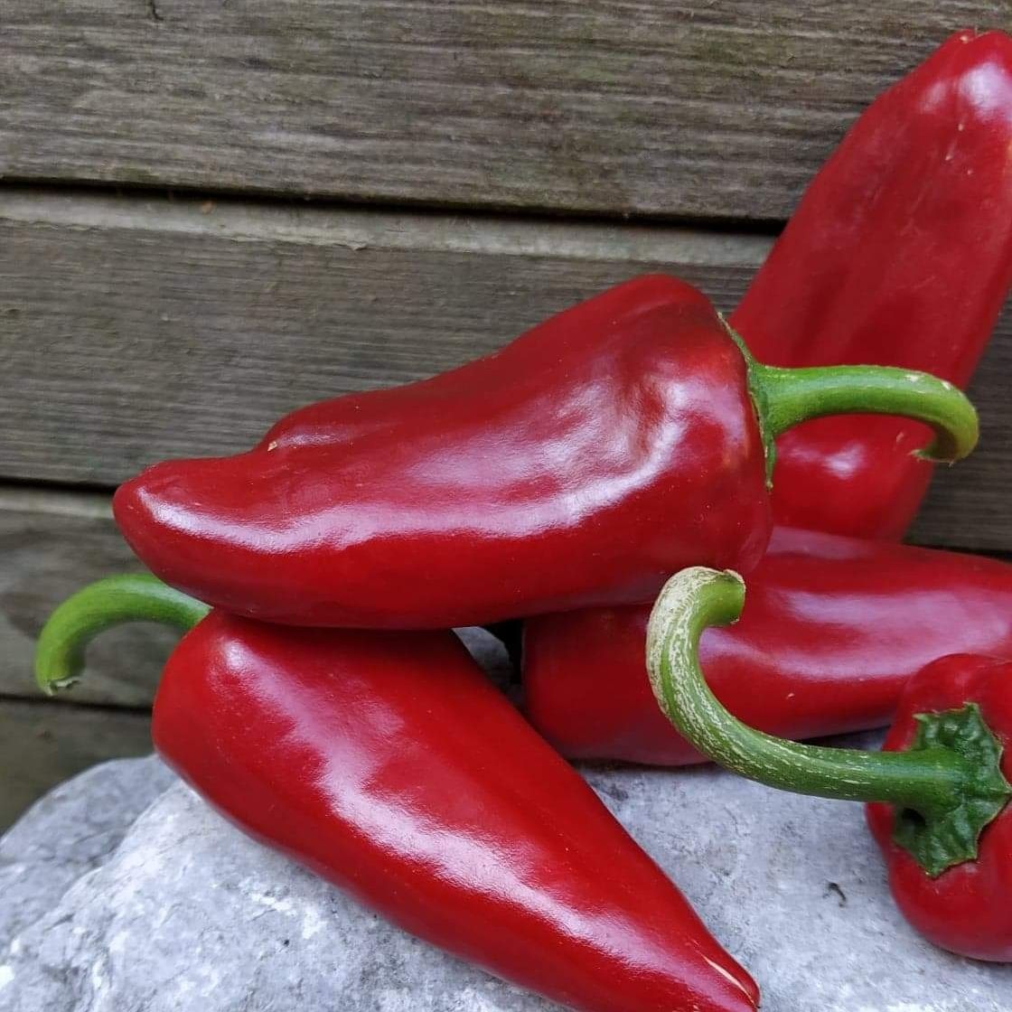Piquillo Lodosa Basque Pepper