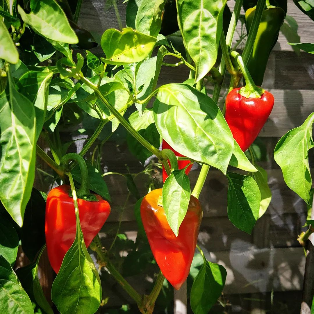 Piquillo Lodosa Basque Pepper