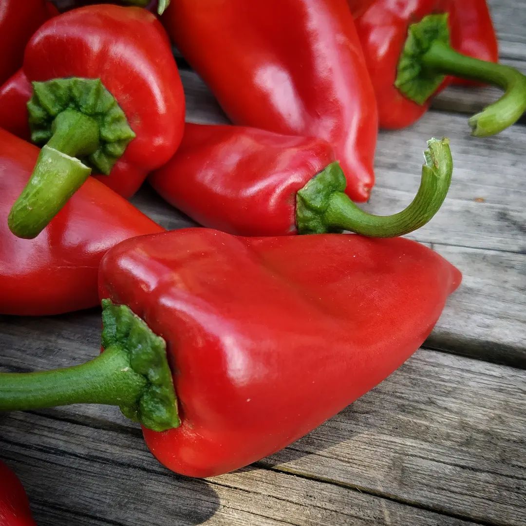 Piquillo Lodosa Basque Pepper