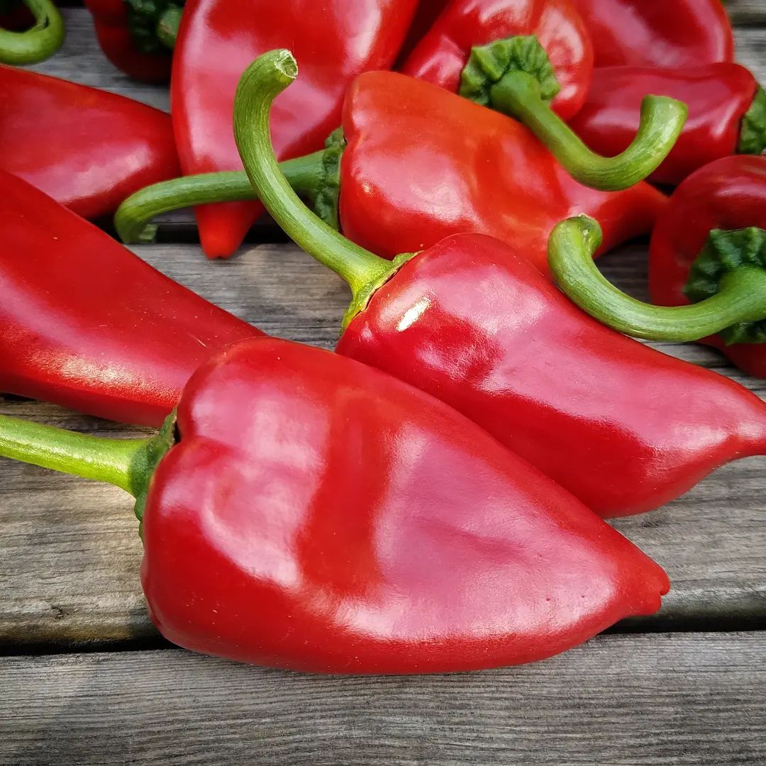 Piquillo Lodosa Basque Pepper