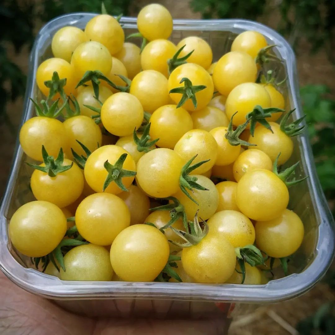 Petit Moineau Blanc