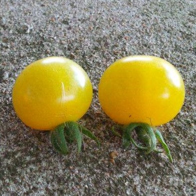 Petit Moineau Blanc