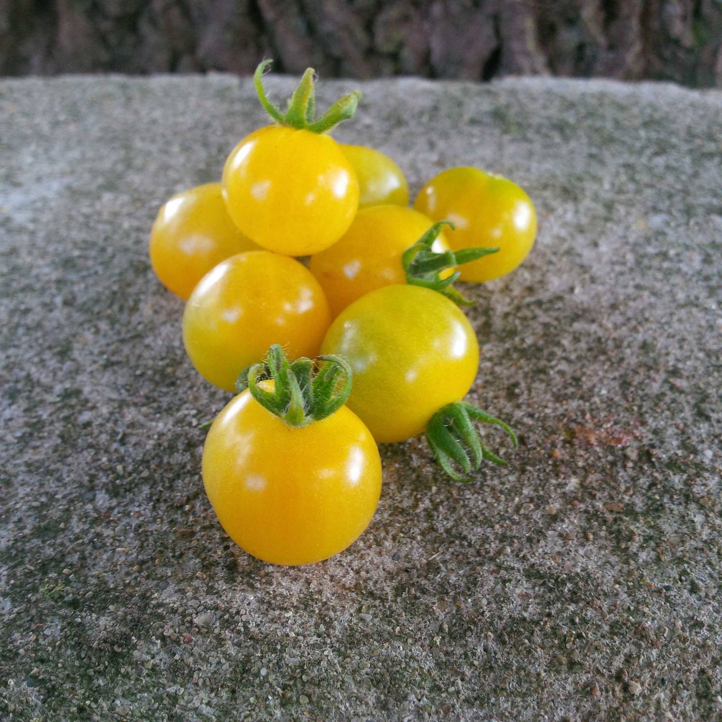 Petit Moineau Blanc