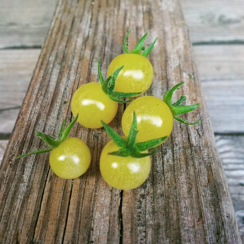 Petit Moineau Blanc