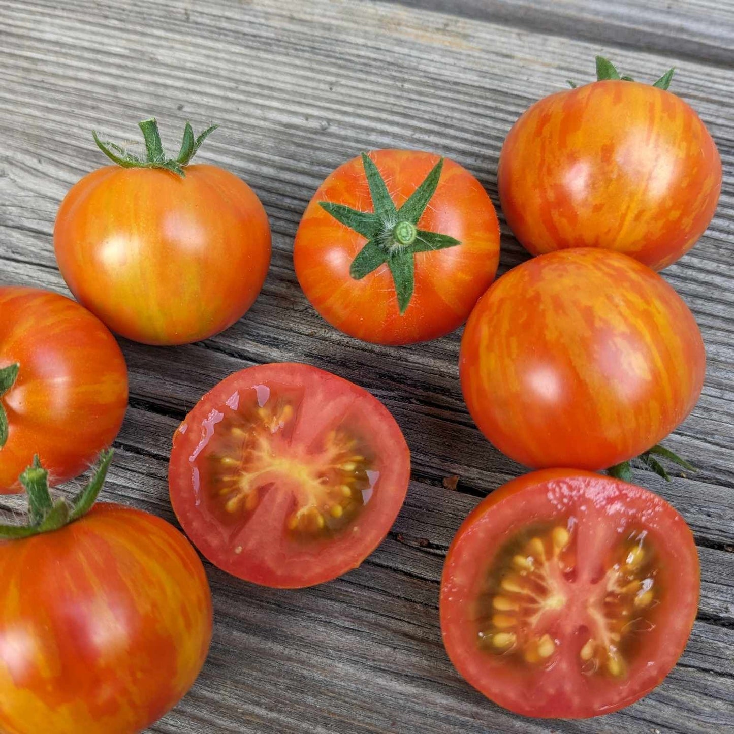 Ruby Slippers Dwarf Tomato Seeds