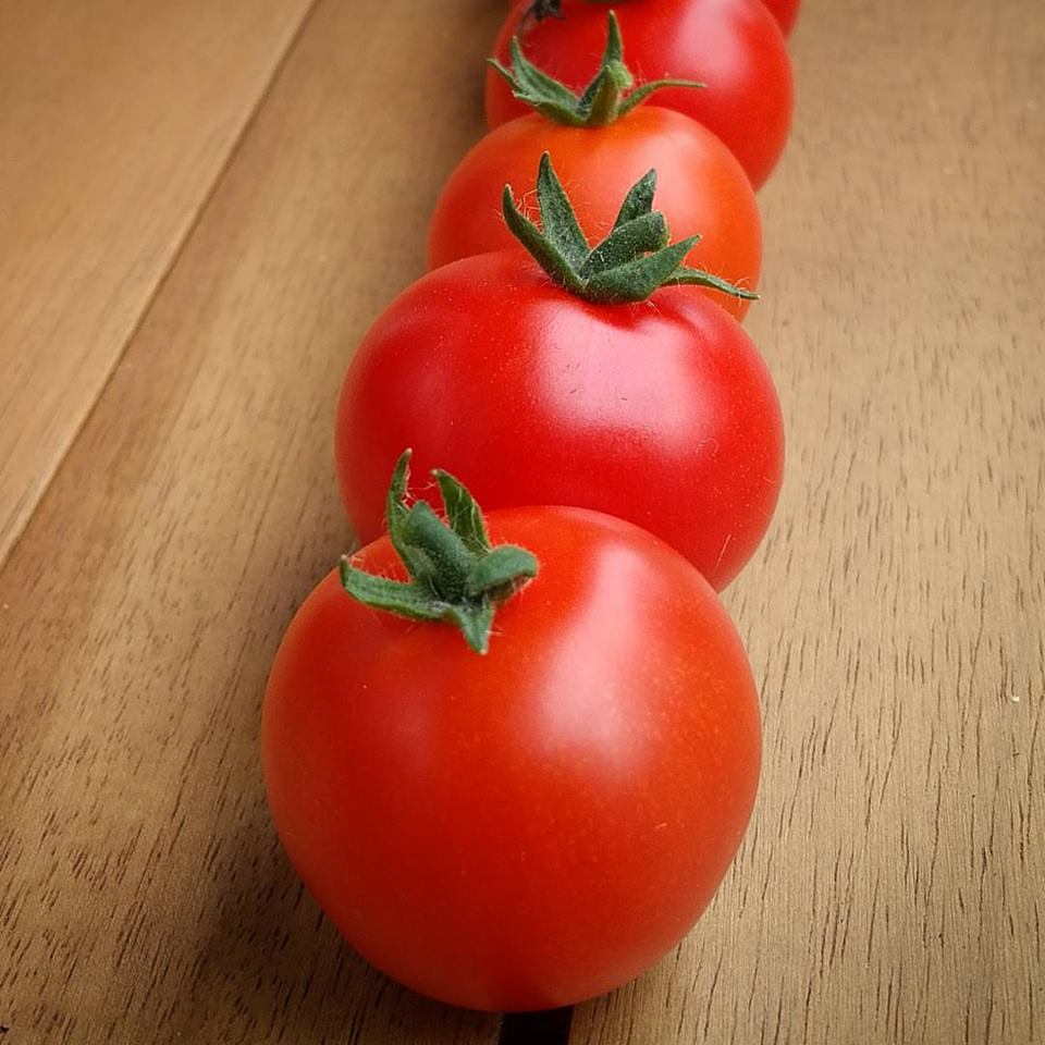 Red Robin Micro Dwarf Cherry