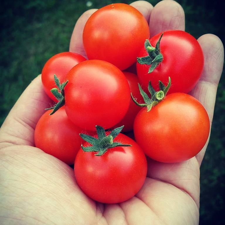 Red Robin Micro Dwarf Cherry