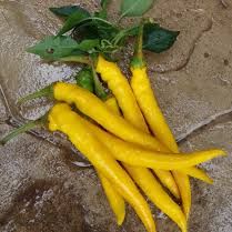 Sarit Gat Pepper