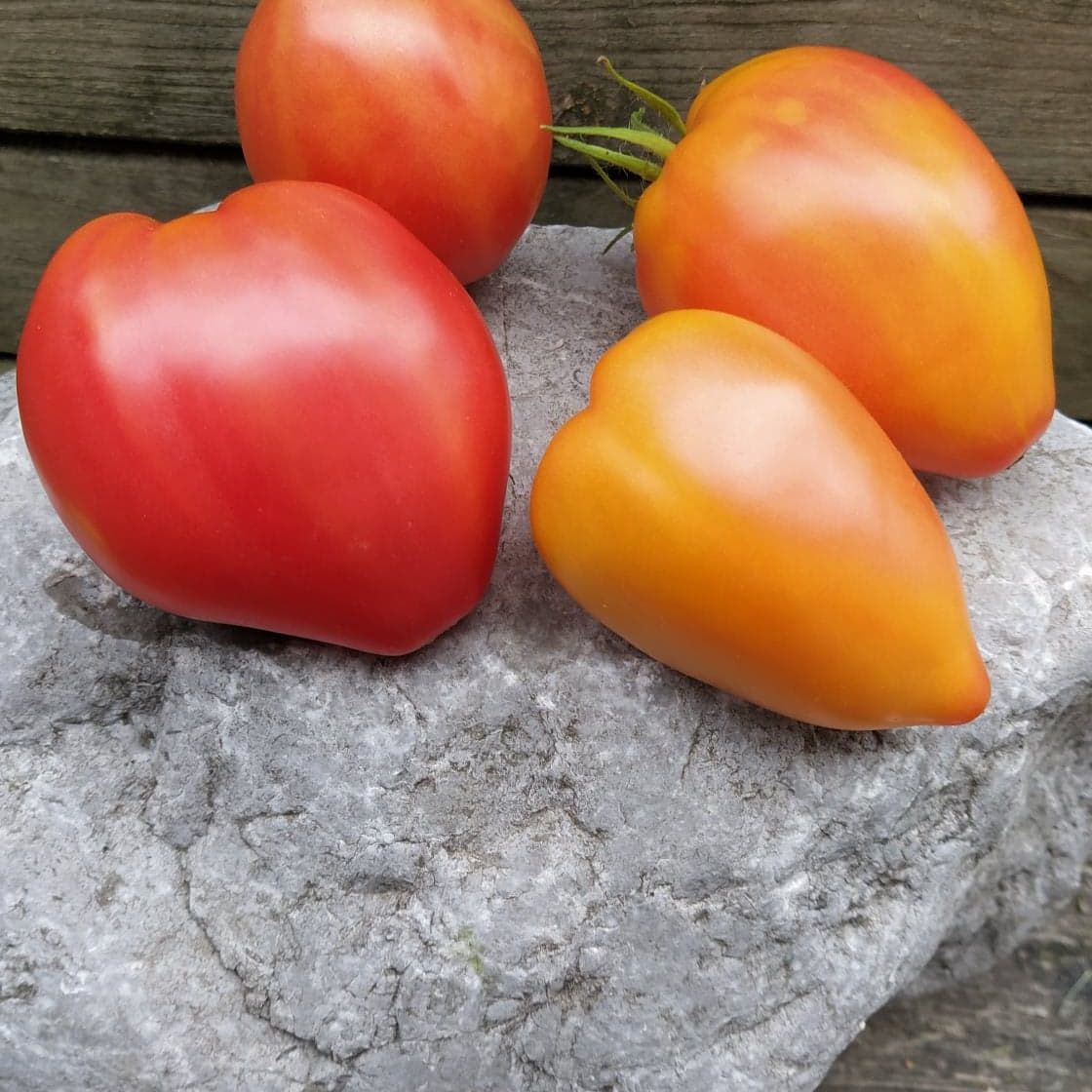 Sunkissed Peach Dwarf
