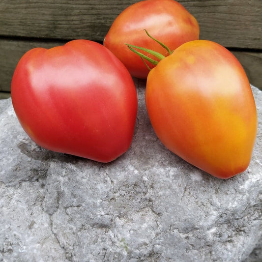 Sunkissed Peach Dwarf
