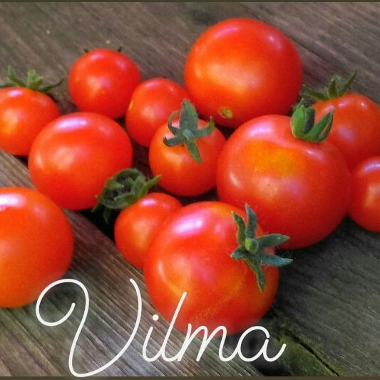 Vilma Micro Dwarf