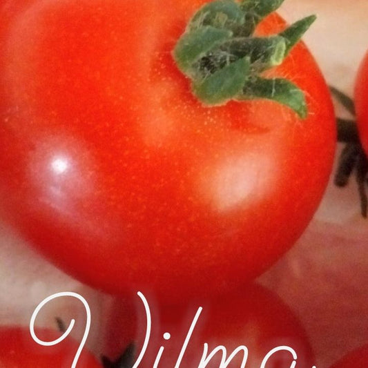Vilma Micro Dwarf